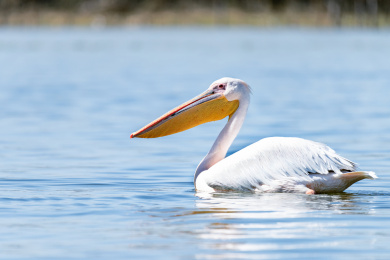 非洲野生鸟类—— 一只在湖面上游动的鹈鹕（Pelican）