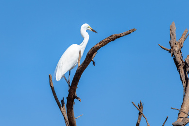 非洲鸟类——站在树干上的大白鹭（Great White Egret）