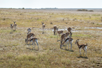非洲草原上的一群汤姆森羚羊