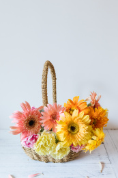 白色背景中的一篮盛开的非洲菊和康乃馨