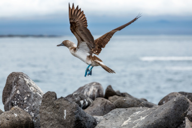 厄瓜多尔 加拉帕戈斯群岛 蓝脚鲣鸟