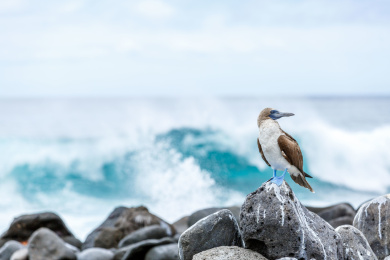 厄瓜多尔 加拉帕戈斯群岛 蓝脚鲣鸟