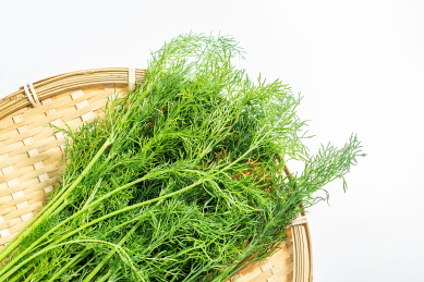 新鲜茎叶蔬菜茴香在白背景上