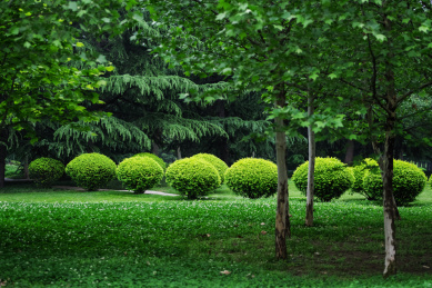 雨后的草地树林和人工修剪过的灌木