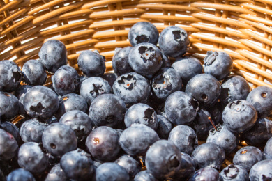 新鲜饱满的蓝莓浆果