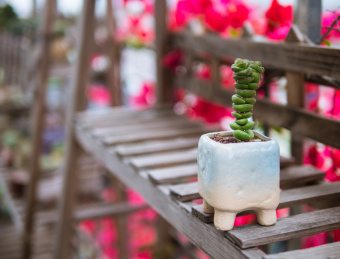 花架上的多肉植物钱串景天盆栽