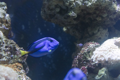 正在游动的蓝色身体带有深色花纹的蓝唐王鱼