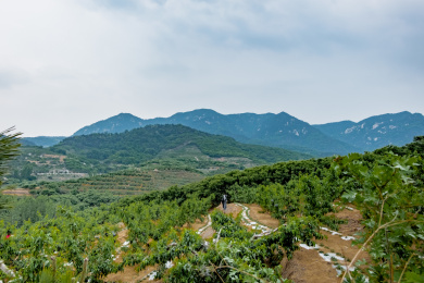 中国东部山东丘陵地形区的春末夏初风景