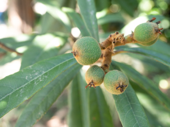 绿色未成熟酸甜多汁的枇杷果