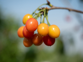 未完全成熟的酸酸甜甜小樱桃