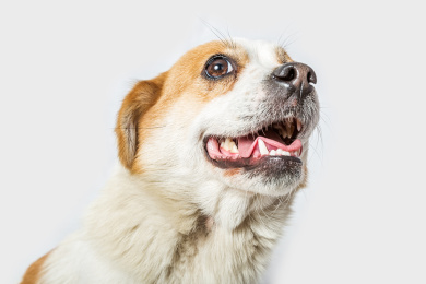 小花狗开心的张嘴吐出舌头