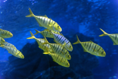 拥有黄黑相间花纹的黄金鲹