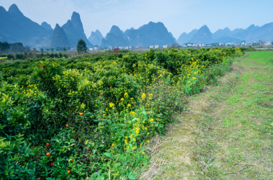 初春广西柳州鹿寨县山区里的柑桔果园   
