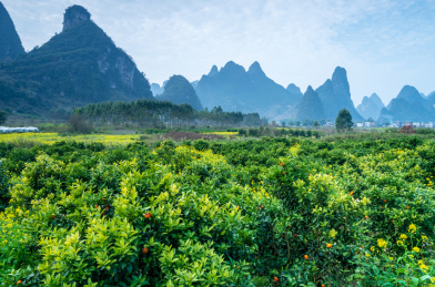 初春广西柳州鹿寨县山区里的柑桔果园   