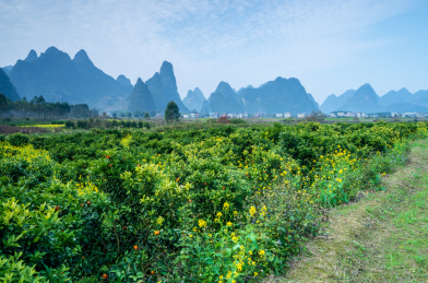 初春广西柳州鹿寨县山区里的柑桔果园   