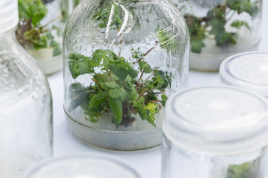 无菌培养实验中的植物幼苗