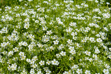 花园里种植的中草药点点梅