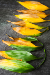 富贵竹叶片呈现的自然渐变色