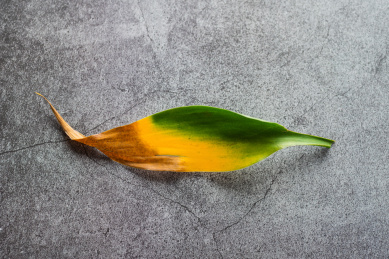 富贵竹叶片呈现的自然渐变色