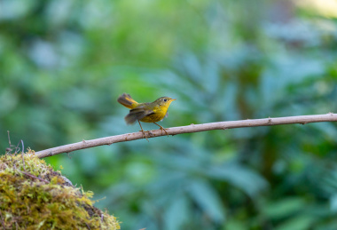 活跃在中国西南山地低矮灌木丛间的金色林鸲鸟