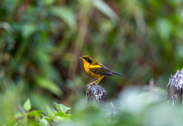 活跃在中国西南山地低矮灌木丛间的金色林鸲鸟