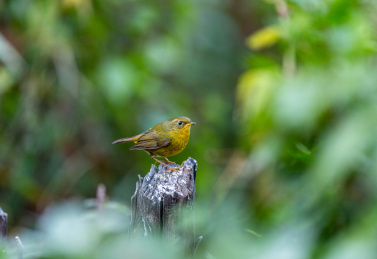 活跃在中国西南山地低矮灌木丛间的金色林鸲鸟