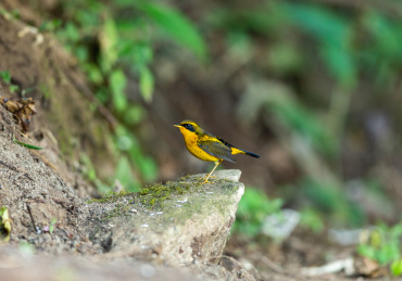 活跃在中国西南山地低矮灌木丛间的金色林鸲鸟