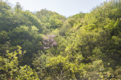 晴朗天气中的山地环境以及近景的树木