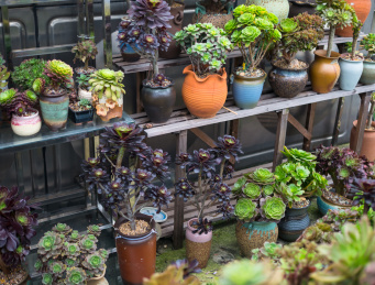 木制花架上的各种多肉植物盆栽