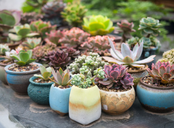 花架上的各类多肉植物盆栽