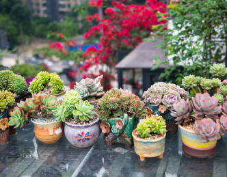 花架上的各类多肉植物盆栽