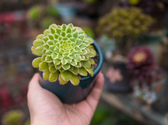 手心中的一盆多肉植物翡翠冰法师特写