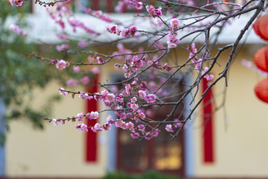 挂着春联的门前几枝盛开的粉红色梅花