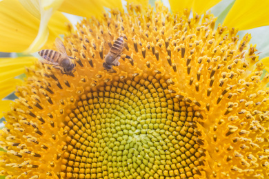 两只小蜜蜂正在黄色向日葵上采集花蜜