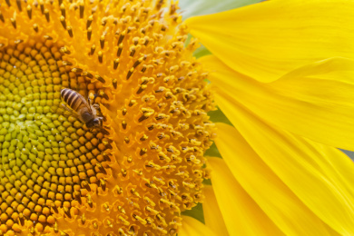 黄色葵花上正在采蜜的一只小蜜蜂