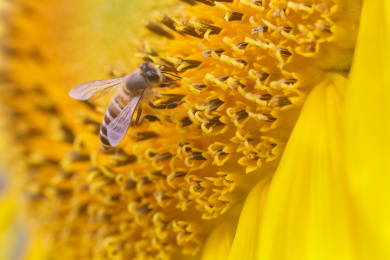 在黄色的向日葵花朵上采蜜的蜜蜂