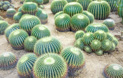 上海辰山植物园内的金琥仙人球