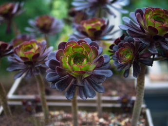 花盆里的景天科莲花掌属多肉植物黑法师