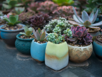 花架上的各类多肉植物盆栽