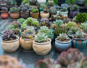 花架上的各类多肉植物盆栽