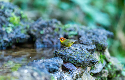 生活在中国西南小巧机灵的栗头地莺鸟