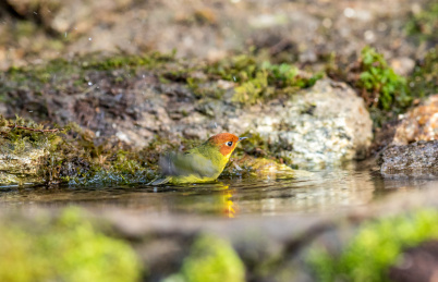 生活在中国西南小巧机灵的栗头地莺鸟