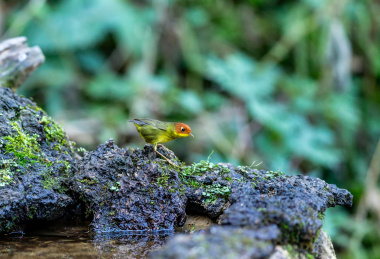 生活在中国西南小巧机灵的栗头地莺鸟