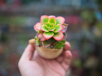 手心中的一盆多肉植物艳日辉法师特写