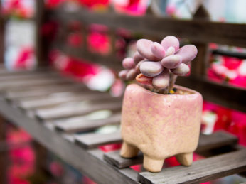 花架上的景天科风车草属多肉植物桃蛋盆栽