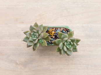 木桌上的一盆景天科拟石莲花属璀璨盆栽