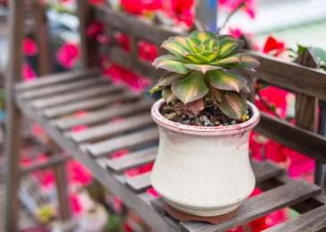花架上的景天科多肉植物黄色中斑法师盆栽