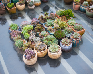 花架上的各类多肉植物盆栽