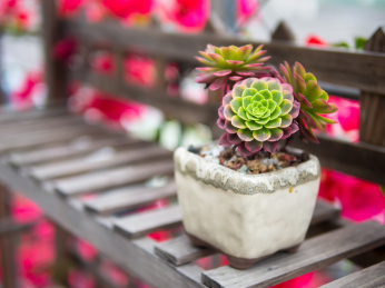 花架上的多肉植物嘉年华法师盆栽