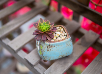 花架上的多肉植物嘉年华法师盆栽